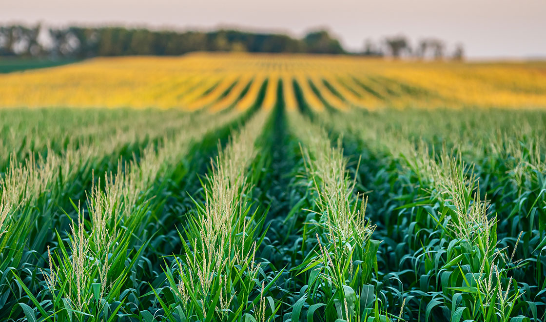 Corn field