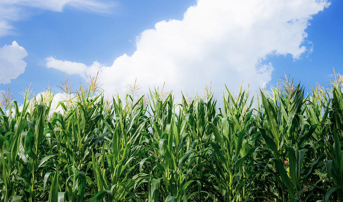 Renewable Corn