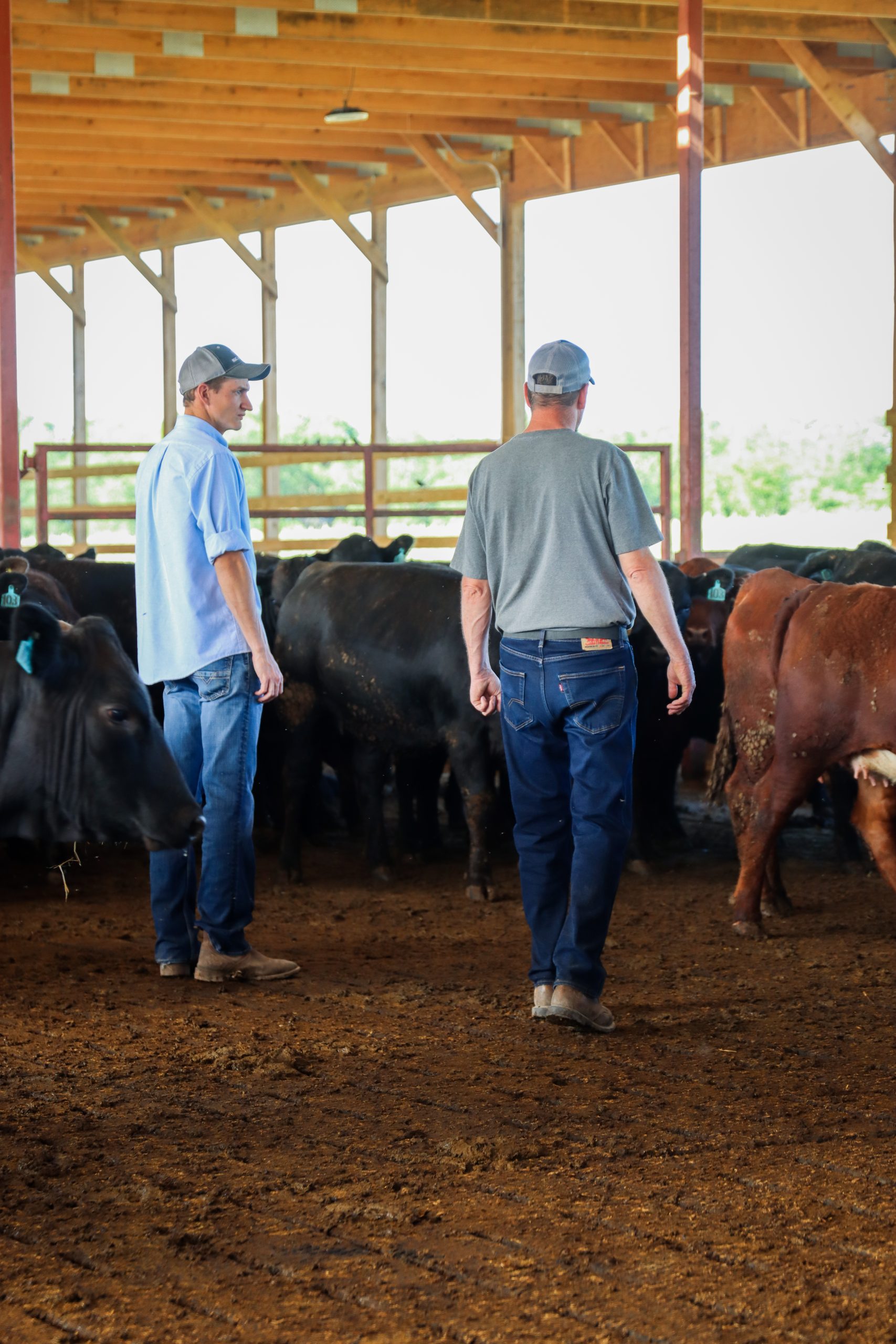 Beef farmer trevor maiers on his farm