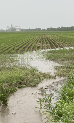 Flooding in field