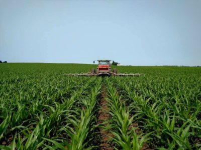 Sprayer in a corn field