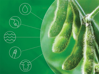 Soybeans with icons representing different uses