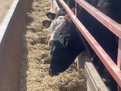 Beef cattle eating hay out of a feed bunk