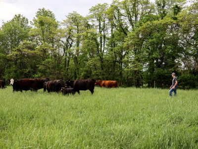 Farmer walking behind cattle in pasture.